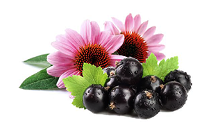 Soc & Echinacea